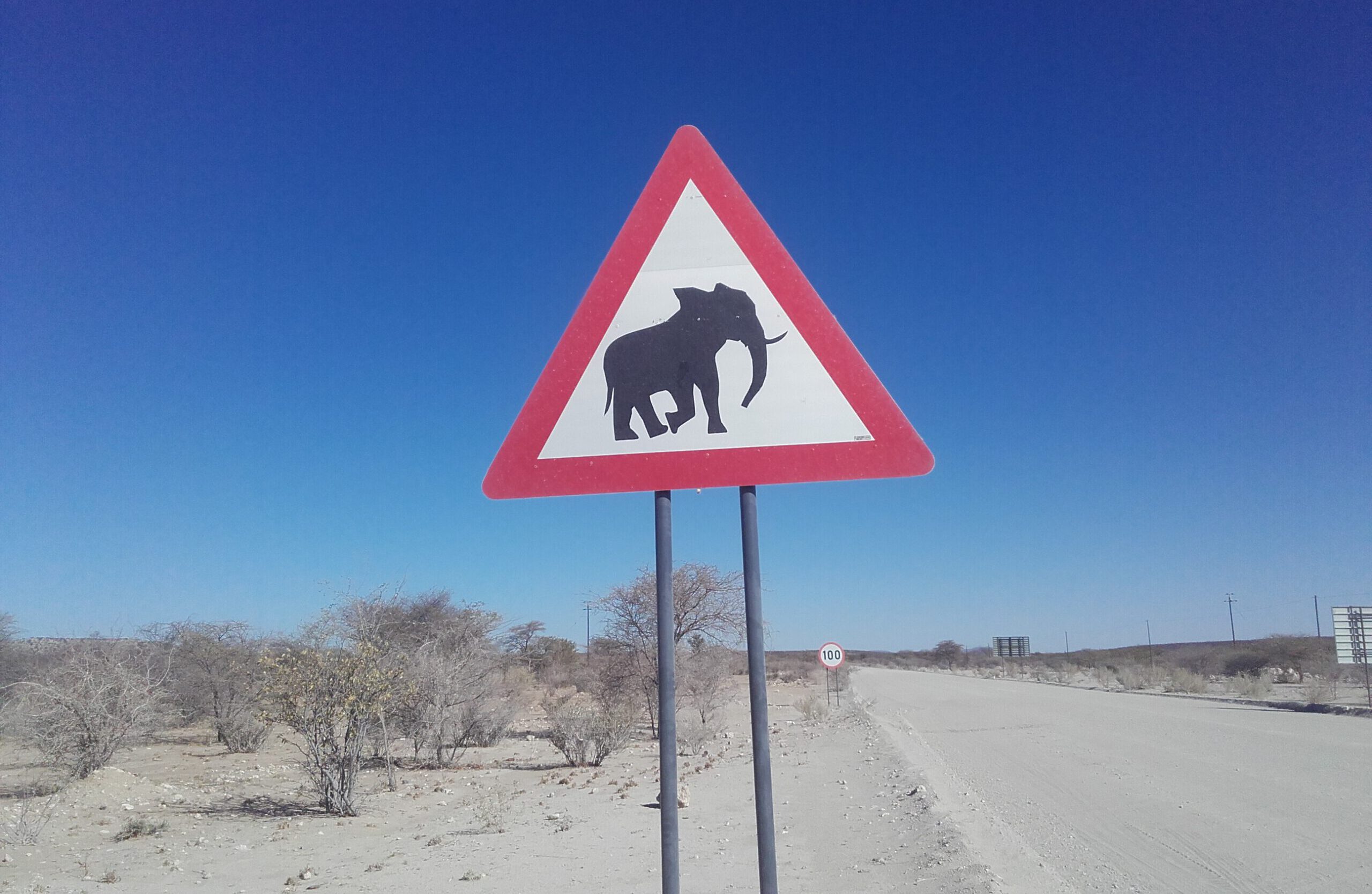 bild elefant reisemedizin